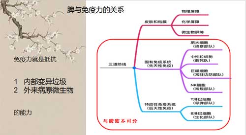 脾与免疫力的关系